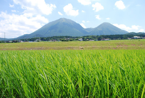 夏の田んぼ