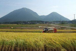 秋の田んぼ稲刈り