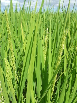 夏の稲